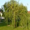 Corkscrew Willow | Salix Matsudana 'Tortousa'