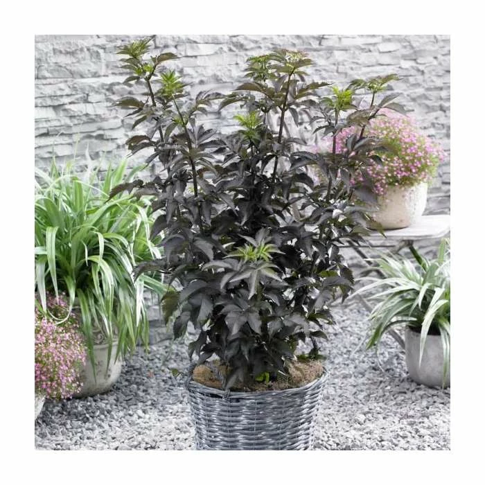 5 x 15 - 20cm Sambucus nigra 'Black Tower' | 9cm Pots 1 5 x 15 - 20cm Sambucus nigra 'Black Tower' | 9cm Pots