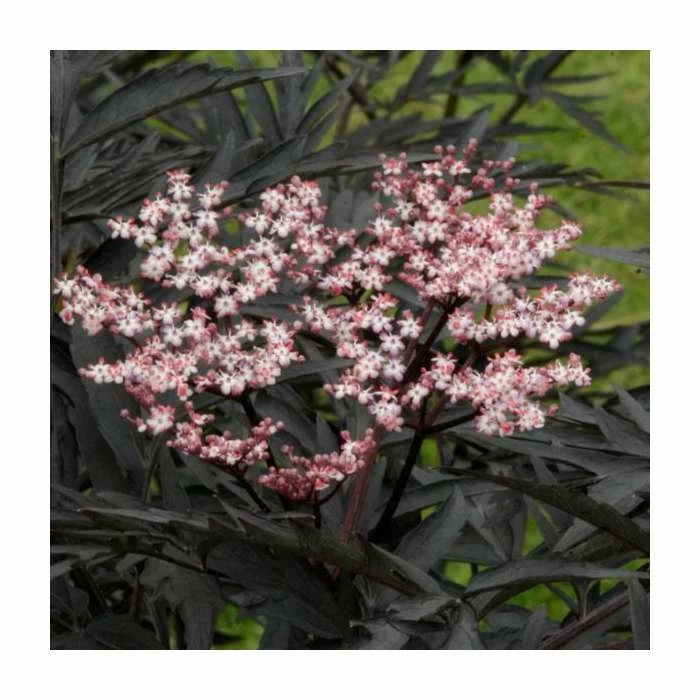 5 x 15 - 20cm Sambucus nigra 'Black Tower' | 9cm Pots 2 5 x 15 - 20cm Sambucus nigra 'Black Tower' | 9cm Pots - Image 2
