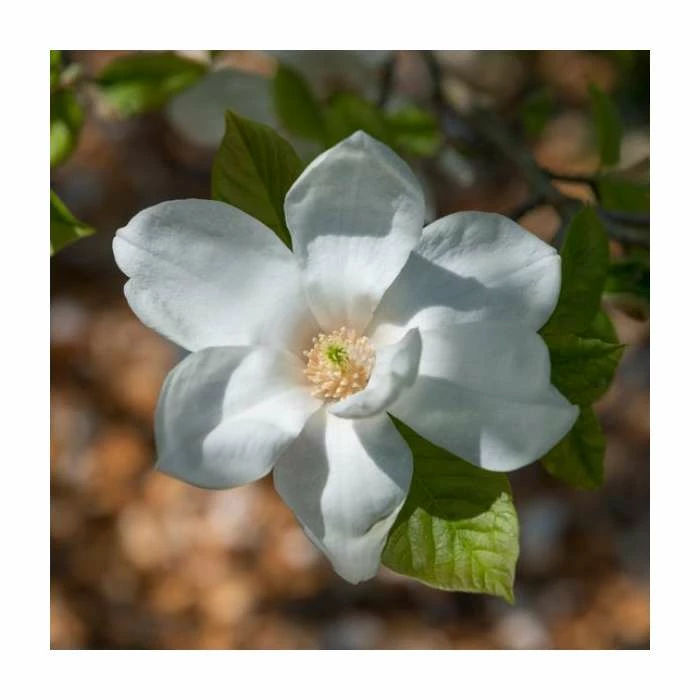 15 - 20cm Magnolia grandiflora 'Galissonière' | 9cm Pot 1 15 - 20cm Magnolia grandiflora 'Galissonière' | 9cm Pot