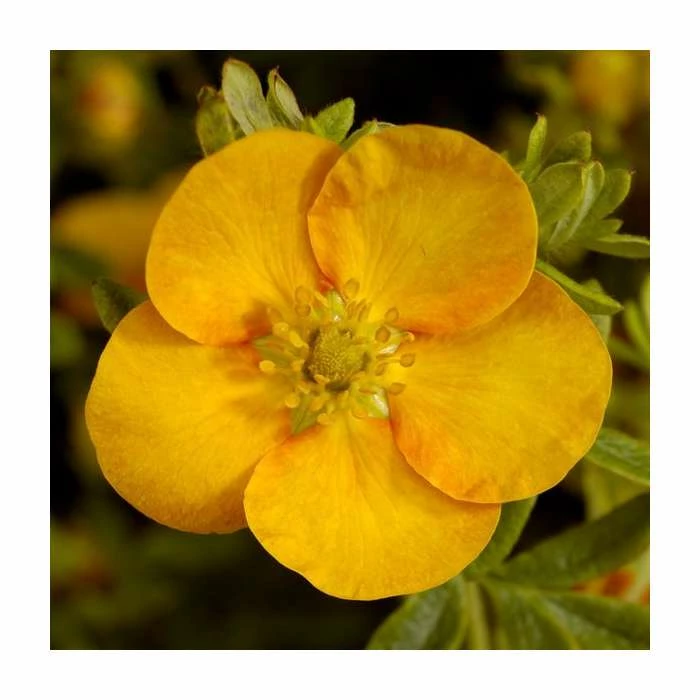 10 - 15cm Potentilla fruticosa 'Solar'issima' | 9cm Pot 1 10 - 15cm Potentilla fruticosa 'Solar'issima' | 9cm Pot