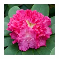 1ft Evergreen Rhododendron 'Germania' | 7.5L Pot