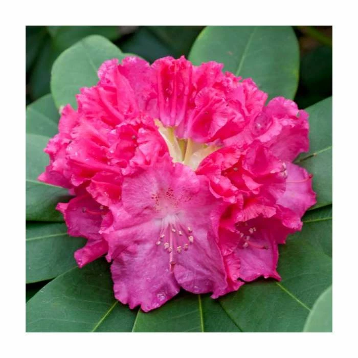 1ft Evergreen Rhododendron 'Germania' | 7.5L Pot 1 1ft Evergreen Rhododendron 'Germania' | 7.5L Pot