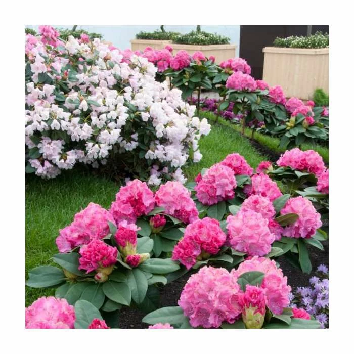 1ft Evergreen Rhododendron 'Germania' | 7.5L Pot 2 1ft Evergreen Rhododendron 'Germania' | 7.5L Pot - Image 2