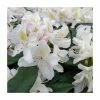 2ft Rhododendron 'Madame Masson' | 7.5L Pot