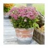 Achillea 'Milly Rock Rose' | 3L Pot