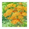 Achillea 'Milly Rock Yellow Terracotta' | 3L Pot