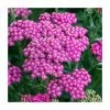 Achillea millefolium 'New Vintage Rose' | 3L Pot