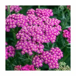 Achillea millefolium 'New Vintage Rose' | 3L Pot