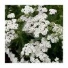 Achillea millefolium 'New Vintage White' | 3L Pot
