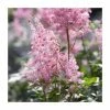 Astilbe x arendsii 'Amerika' | 3L Pot