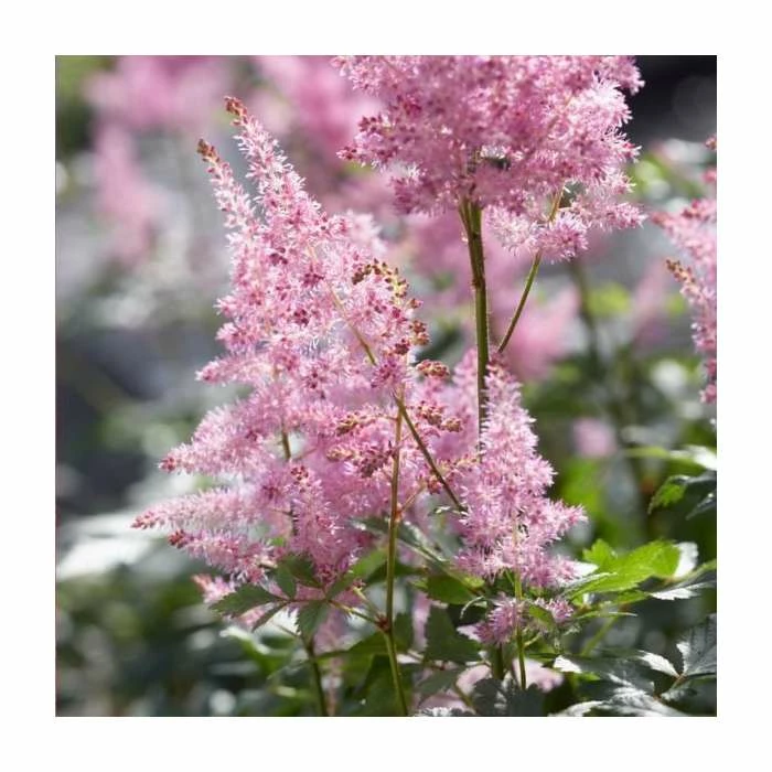 Astilbe x arendsii 'Amerika' | 3L Pot 1 Astilbe x arendsii 'Amerika' | 3L Pot