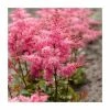 Astilbe 'Freya' | 3L Pot