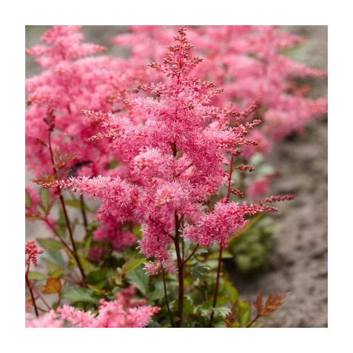 Astilbe 'Freya' | 3L Pot 1 Astilbe 'Freya' | 3L Pot