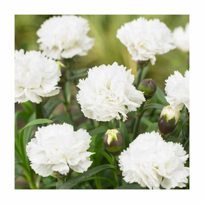Dianthus 'Scented Memories' | 2L Pot 1 Dianthus 'Scented Memories' | 2L Pot