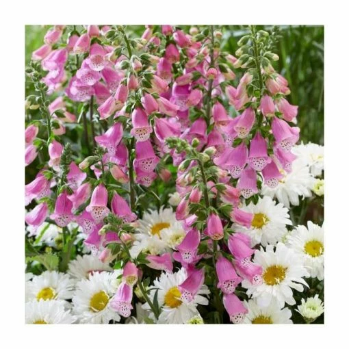 Digitalis 'Pink Panther' | 3L Pot -August Plants Shop PL9239178 main image dd04