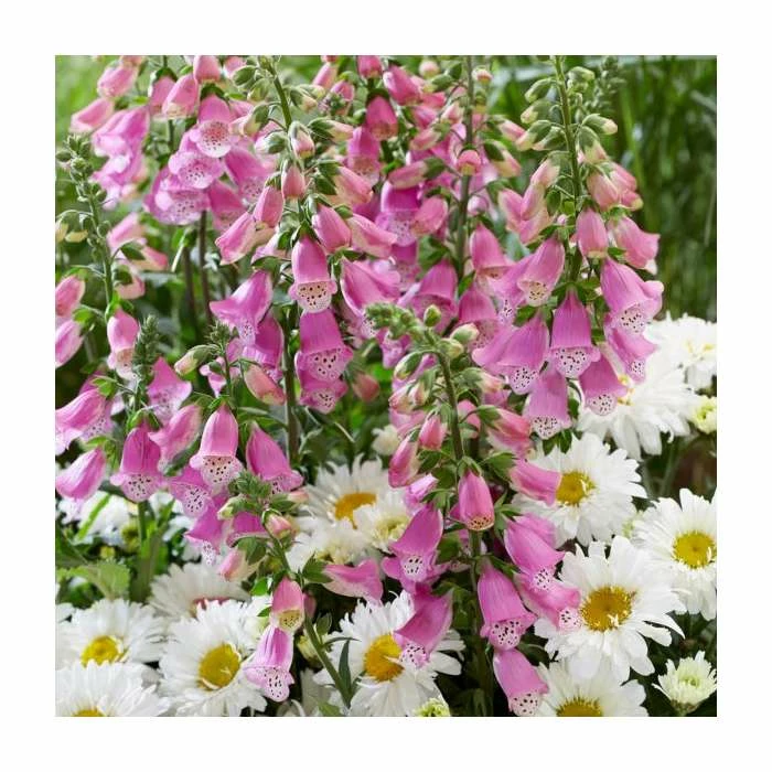 Digitalis 'Pink Panther' | 3L Pot 1 Digitalis 'Pink Panther' | 3L Pot