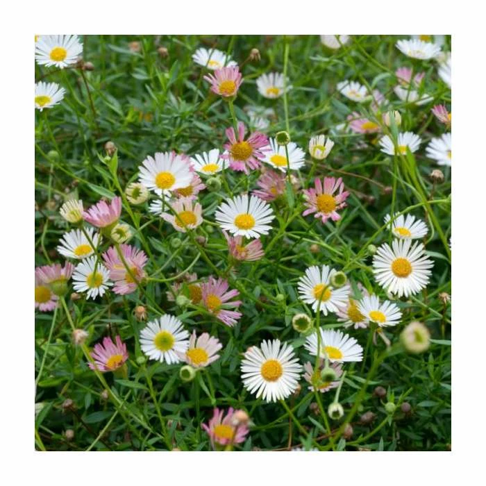 Erigeron karvinskianus 'Sea of Blossom' | 3L Pot 2 Erigeron karvinskianus 'Sea of Blossom' | 3L Pot - Image 2