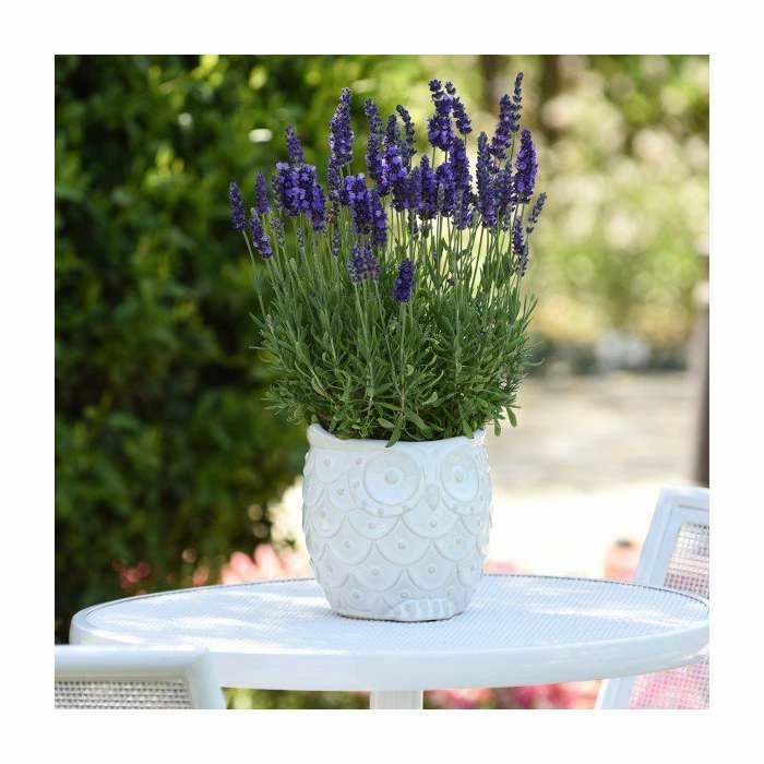 Lavandula 'Blue Spear' | 2L Pot 1 Lavandula 'Blue Spear' | 2L Pot
