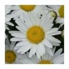 Leucanthemum 'Madonna' | 3L Pot