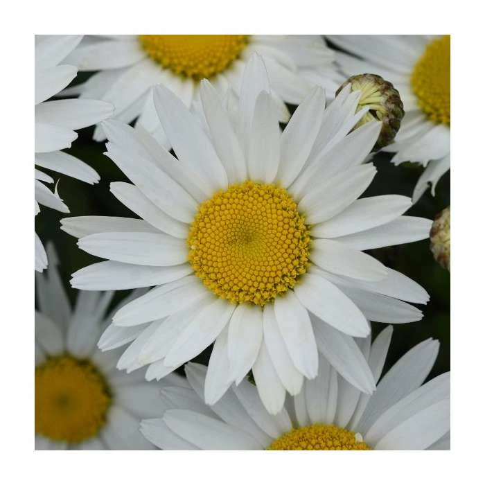 Leucanthemum 'Madonna' | 3L Pot 1 Leucanthemum 'Madonna' | 3L Pot