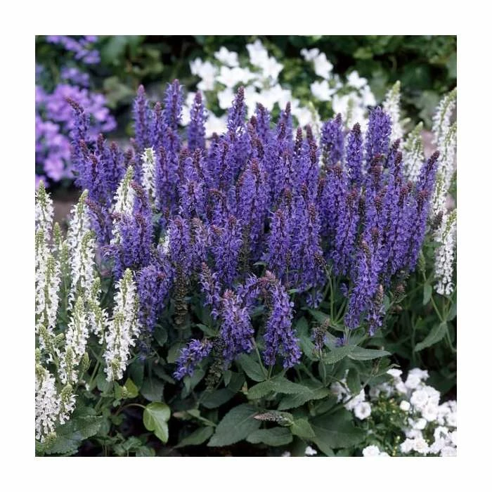 Salvia x sylvestris 'Blue Hill' | Blauhugel Sage | 2L Pot 1 Salvia x sylvestris 'Blue Hill' | Blauhugel Sage | 2L Pot