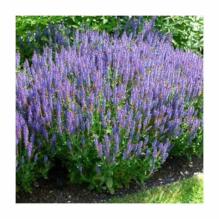 Salvia x sylvestris 'Blue Hill' | Blauhugel Sage | 2L Pot 2 Salvia x sylvestris 'Blue Hill' | Blauhugel Sage | 2L Pot - Image 2