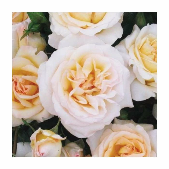 York Minster | Floribunda Rose 1 York Minster | Floribunda Rose