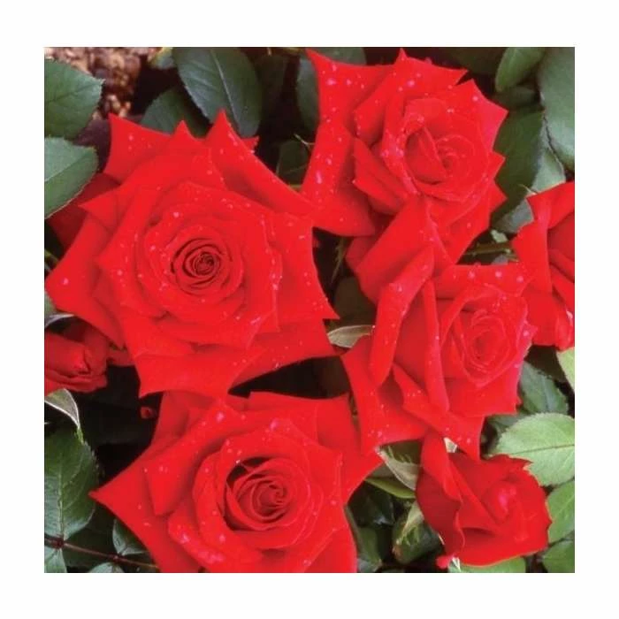 Special Dad | Hybrid Tea Rose 2 Special Dad | Hybrid Tea Rose - Image 2