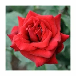 Special Dad | Hybrid Tea Rose