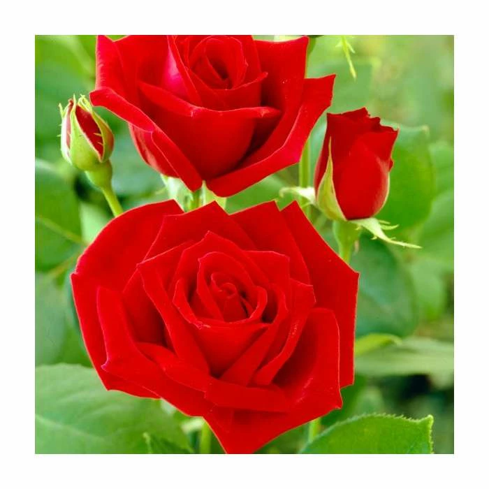 Ena Harkness | Climbing Rose 1 Ena Harkness | Climbing Rose