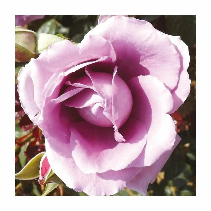 Harry Edland | Floribunda Rose 1 Harry Edland | Floribunda Rose