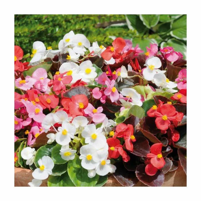 Begonia semp 'Devil's Delight' Mix |20 Pack | Garden Ready Bedding 1 Begonia semp 'Devil's Delight' Mix |20 Pack | Garden Ready Bedding