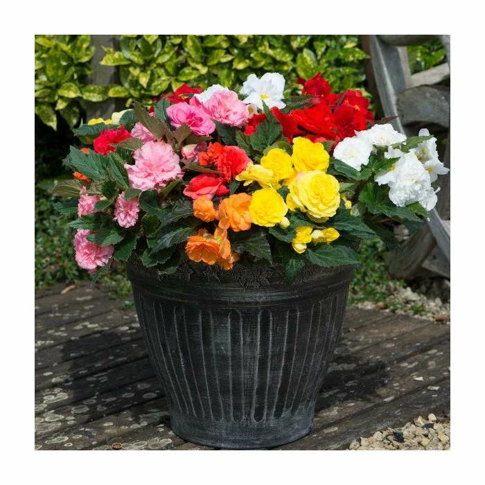 Begonia 'Nonstop' Mix | 20 Pack | Garden Ready Bedding 2 Begonia 'Nonstop' Mix | 20 Pack | Garden Ready Bedding - Image 2