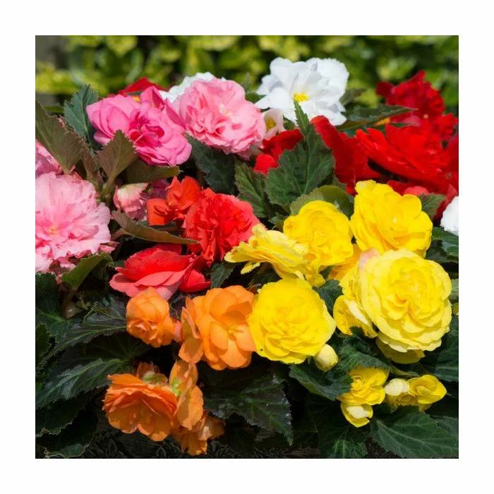 Begonia 'Nonstop' Mix | 20 Pack | Garden Ready Bedding 1 Begonia 'Nonstop' Mix | 20 Pack | Garden Ready Bedding