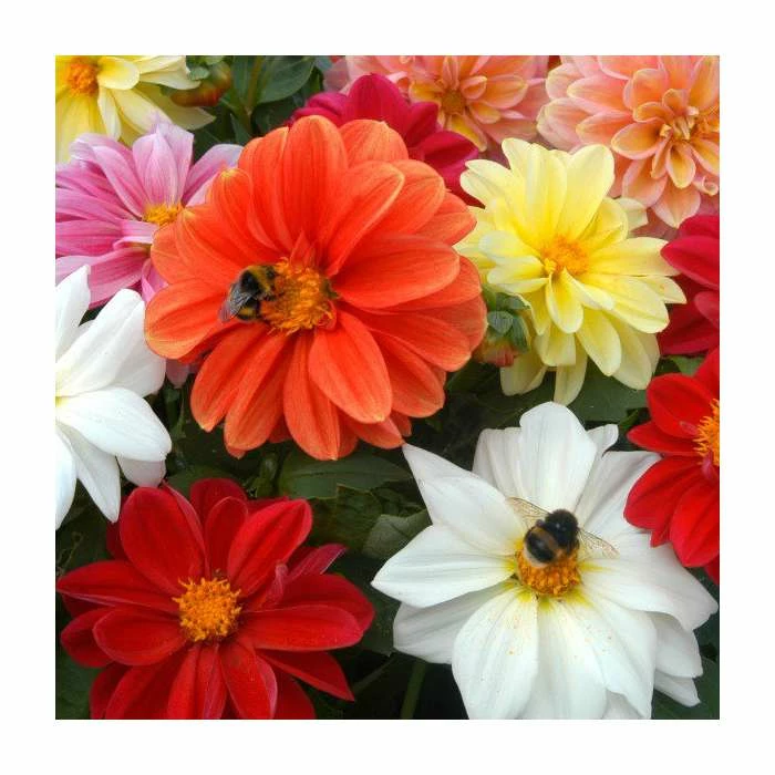 Dahlia 'Figaro' Mix | 20 Pack | Garden Ready Bedding 2 Dahlia 'Figaro' Mix | 20 Pack | Garden Ready Bedding - Image 2