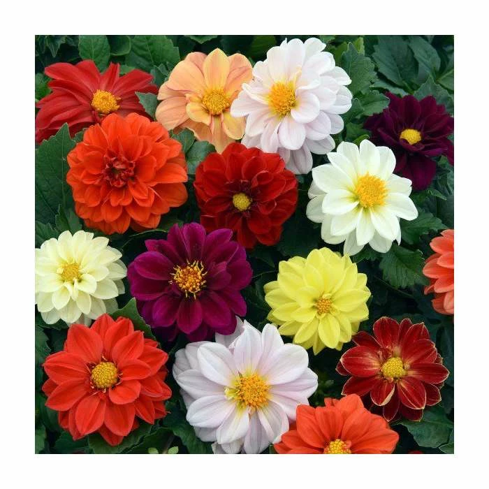 Dahlia 'Figaro' Mix | 20 Pack | Garden Ready Bedding 1 Dahlia 'Figaro' Mix | 20 Pack | Garden Ready Bedding