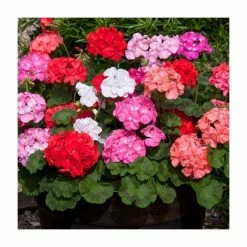 Geranium 'Palladium' Mix | 20 Pack | Garden Ready Bedding