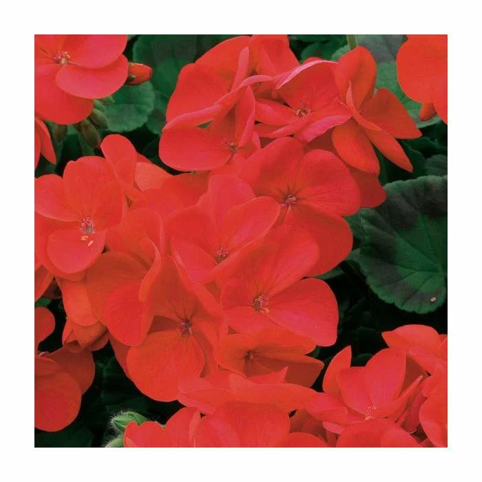 Geranium 'Palladium Red Shades' | 20 Pack | Garden Ready Bedding 1 Geranium 'Palladium Red Shades' | 20 Pack | Garden Ready Bedding