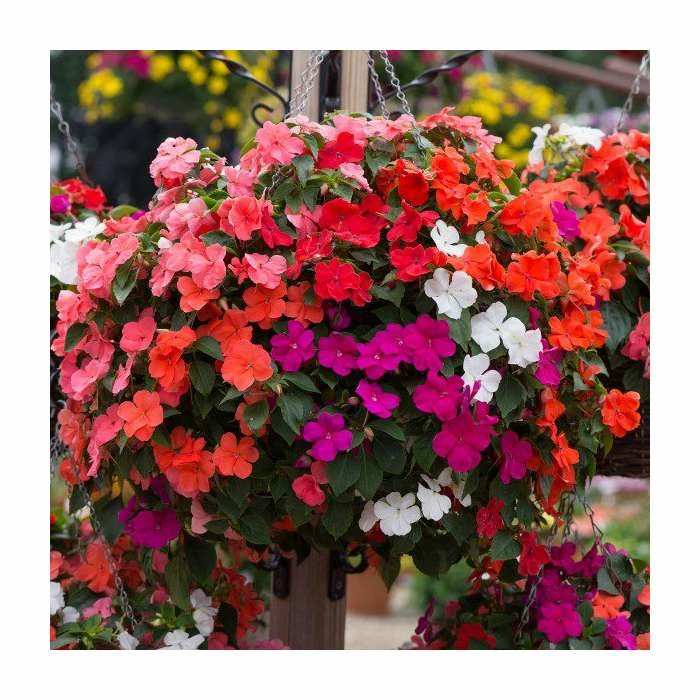 Impatiens 'Beacon' Mix | 20 Pack | Garden Ready Bedding 2 Impatiens 'Beacon' Mix | 20 Pack | Garden Ready Bedding - Image 2