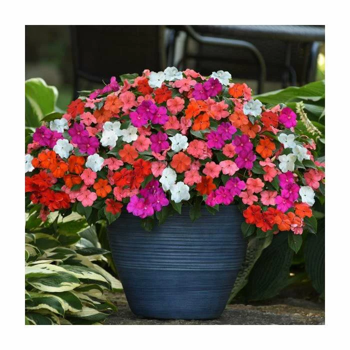 Impatiens 'Beacon' Mix | 20 Pack | Garden Ready Bedding 1 Impatiens 'Beacon' Mix | 20 Pack | Garden Ready Bedding