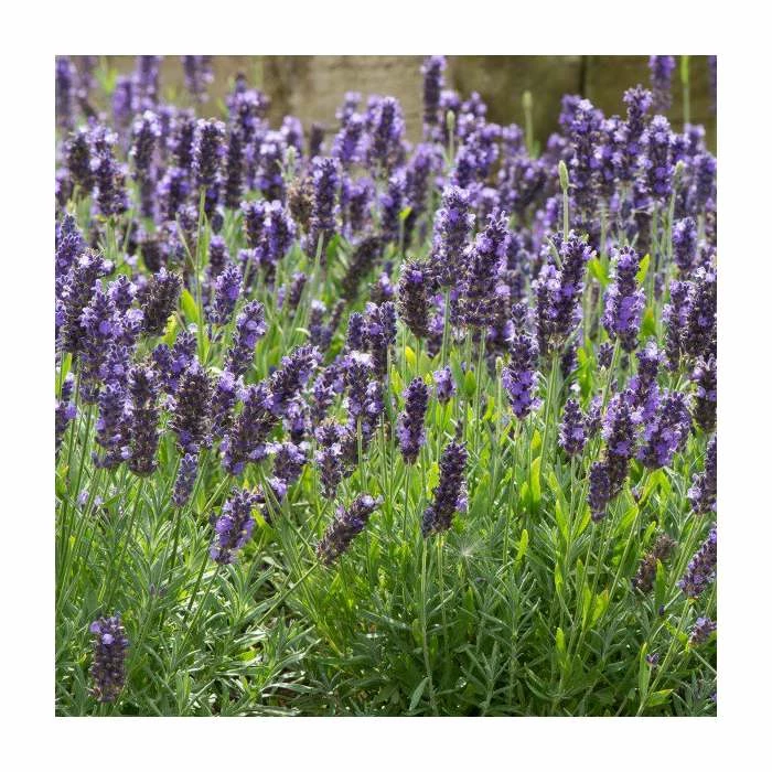 Lavandula 'Blue Spear' | 20 Pack | Garden Ready Bedding 2 Lavandula 'Blue Spear' | 20 Pack | Garden Ready Bedding - Image 2