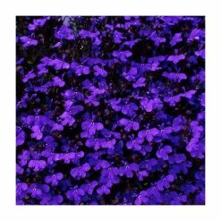 Lobelia 'Crystal Palace' | 20 Pack | Garden Ready Bedding