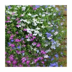 Lobelia 'Wonderfall' Mix | 20 Pack | Garden Ready Bedding