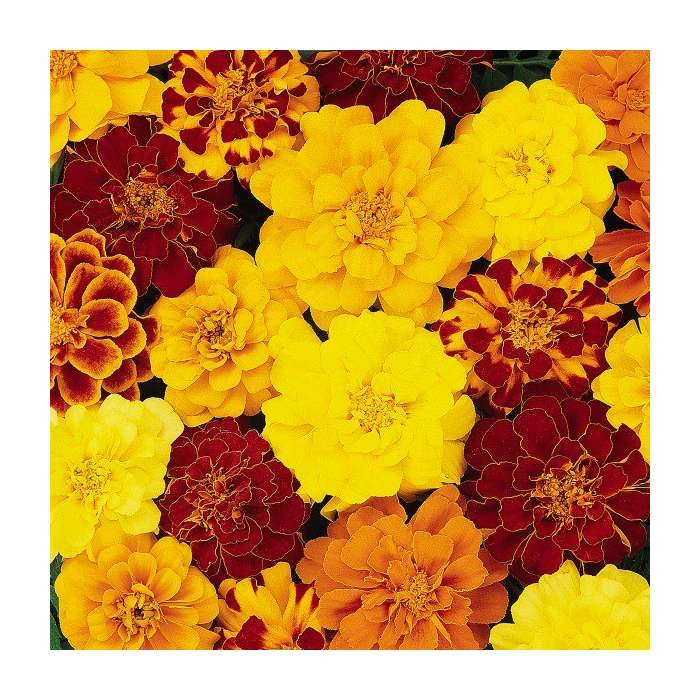 Marigold 'French Durango' Mix | 20 Pack | Garden Ready Bedding 2 Marigold 'French Durango' Mix | 20 Pack | Garden Ready Bedding - Image 2