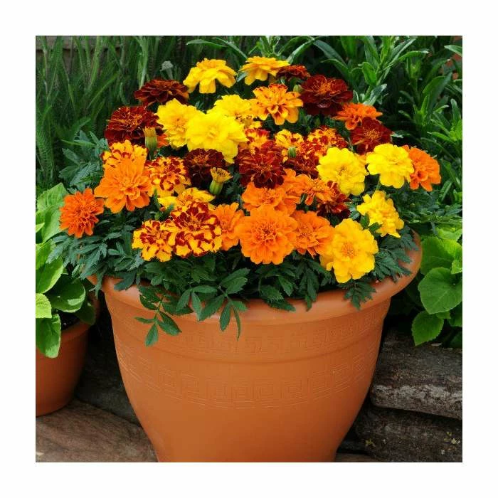 Marigold 'French Durango' Mix | 20 Pack | Garden Ready Bedding 1 Marigold 'French Durango' Mix | 20 Pack | Garden Ready Bedding