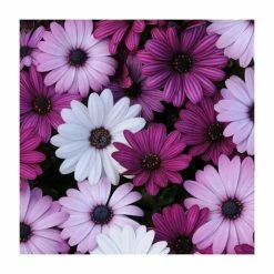 Osteospermum 'Berries and Cream' | 20 Pack | Garden Ready Bedding