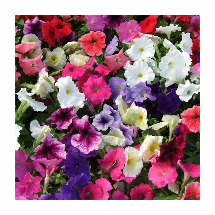 Petunia 'Frenzy' Mix | 20 Pack | Garden Ready Bedding 2 Petunia 'Frenzy' Mix | 20 Pack | Garden Ready Bedding - Image 2