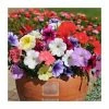 Petunia 'Frenzy' Mix | 20 Pack | Garden Ready Bedding