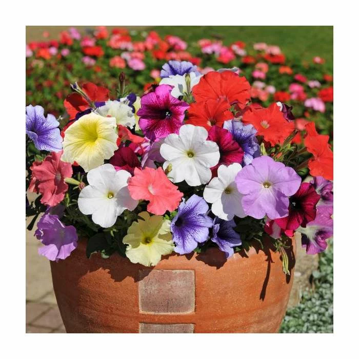 Petunia 'Frenzy' Mix | 20 Pack | Garden Ready Bedding 1 Petunia 'Frenzy' Mix | 20 Pack | Garden Ready Bedding